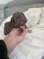 Pet, a male English Bulldog for sale in Cleveland, NC – 4 of 5