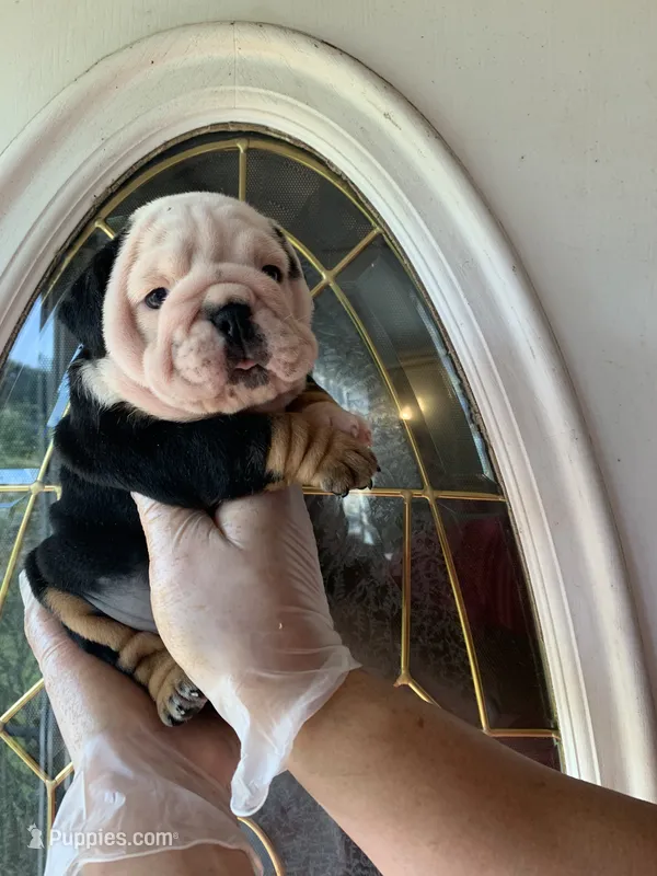 Mango – English Bulldog puppy for sale in Cleveland, NC