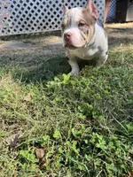 Rice , a male American Bully for sale in Cleveland, NC – 5 of 6