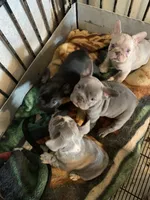 Zoom , a male French Bulldog for sale in Cleveland, NC – 6 of 6
