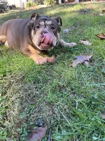 Lulu, a female American Bulldog for sale in Cleveland, NC – 2 of 4