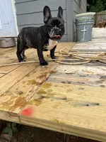 Tom, a male French Bulldog for sale in Cleveland, NC – 3 of 5