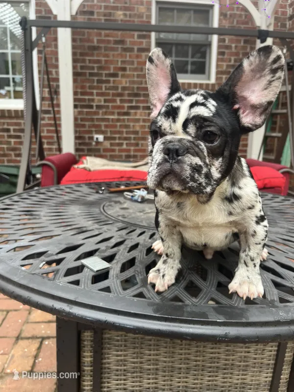 Lazy – French Bulldog puppy for sale in Cleveland, NC