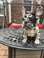 Lazy, a male French Bulldog for sale in Cleveland, NC – 1 of 3