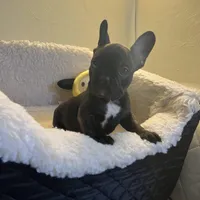  Brindle , a male French Bulldog for sale in Cleveland, NC – Photo 2 of 4