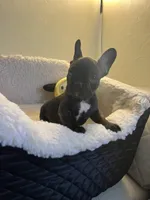  Brindle , a male French Bulldog for sale in Cleveland, NC – Photo 2 of 4