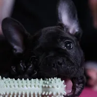  Brindle , a male French Bulldog for sale in Cleveland, NC – Photo 1 of 4