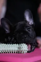  Brindle , a male French Bulldog for sale in Cleveland, NC – Photo 1 of 4