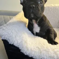  Brindle , a male French Bulldog for sale in Cleveland, NC – Photo 4 of 4