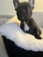  Brindle , a male French Bulldog for sale in Cleveland, NC – Photo 4 of 4