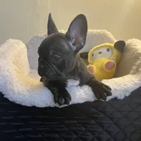  Brindle , a male French Bulldog for sale in Cleveland, NC – Photo 3 of 4