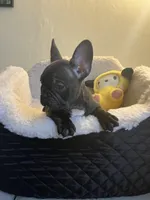  Brindle , a male French Bulldog for sale in Cleveland, NC – Photo 3 of 4