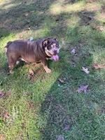 Lulu, a female American Bulldog for sale in Cleveland, NC – 4 of 4