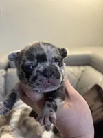 Jojo, a female French Bulldog for sale in Cleveland, NC – 3 of 6