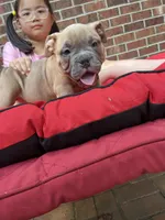 Pineapple, a male American Bully for sale in Cleveland, NC – Photo 1 of 8