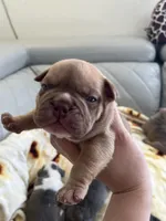 Pineapple, a male American Bully for sale in Cleveland, NC – Photo 7 of 8