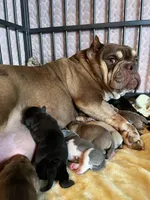 Pineapple, a male American Bully for sale in Cleveland, NC – Photo 6 of 8