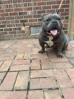 Pineapple, a male American Bully for sale in Cleveland, NC – Photo 5 of 8