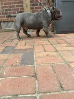 Pineapple, a male American Bully for sale in Cleveland, NC – Photo 8 of 8