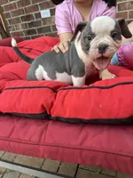 Pineapple, a male American Bully for sale in Cleveland, NC – Photo 3 of 8