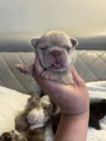 Boba , a female French Bulldog for sale in Cleveland, NC – 4 of 9