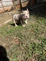 Rice , a male American Bully for sale in Cleveland, NC – 3 of 6