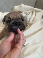 Maya , a female English Bulldog for sale in Cleveland, NC – 1 of 5