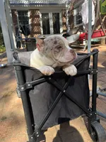 Rice , a male American Bully for sale in Cleveland, NC – 1 of 6