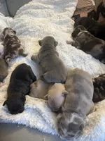 Baby , a female French Bulldog for sale in Cleveland, NC – 8 of 9