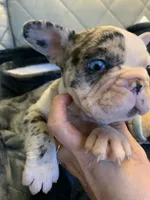 Merle , a female French Bulldog for sale in Cleveland, NC – 3 of 8