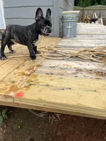 Tom, a male French Bulldog for sale in Cleveland, NC – 4 of 5