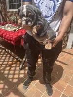 Chunky , a female English Bulldog for sale in Cleveland, NC – 4 of 7