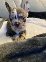 Jojo, a female French Bulldog for sale in Cleveland, NC – 7 of 8