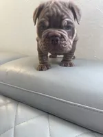 Pet, a male English Bulldog for sale in Cleveland, NC – 5 of 5
