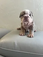 Pineapple, a female English Bulldog for sale in Cleveland, NC – 2 of 9