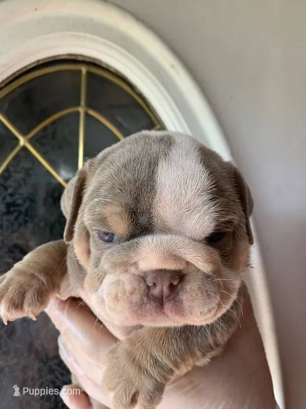 Pineapple – English Bulldog puppy for sale in Cleveland, NC