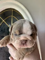 Pineapple, a female English Bulldog for sale in Cleveland, NC – 1 of 9