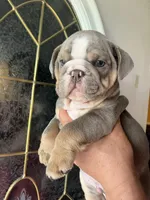 Lilac , a male English Bulldog for sale in Cleveland, NC – 4 of 4