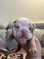 Pineapple, a female English Bulldog for sale in Cleveland, NC – 3 of 8
