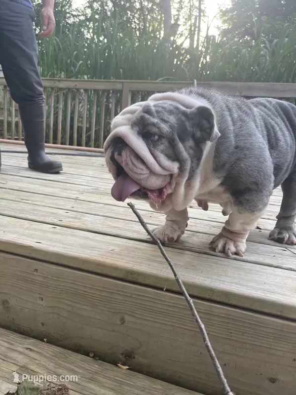 Maya  – English Bulldog puppy for sale in Cleveland, NC