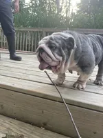 Maya , a female English Bulldog for sale in Cleveland, NC – 1 of 4