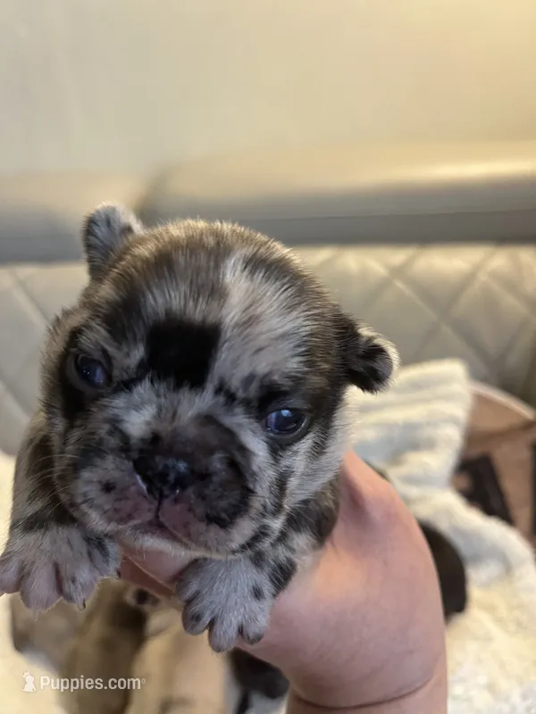 Coco  – French Bulldog puppy for sale in Cleveland, NC