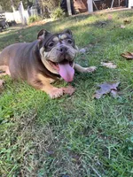 Lulu, a female American Bulldog for sale in Cleveland, NC – 3 of 4