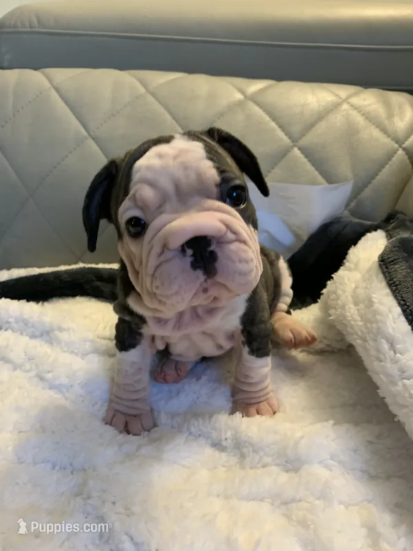 Big rope – French Bulldog puppy for sale in Cleveland, NC