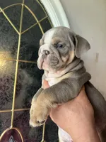 Lilac , a male English Bulldog for sale in Cleveland, NC – 2 of 4