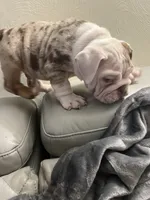 Summer, a male English Bulldog for sale in Cleveland, NC – Photo 2 of 4