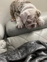 Summer, a male English Bulldog for sale in Cleveland, NC – Photo 1 of 4