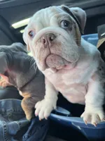 Summer, a male English Bulldog for sale in Cleveland, NC – Photo 3 of 4