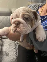 Summer, a male English Bulldog for sale in Cleveland, NC – Photo 4 of 4