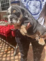 Chunky , a female English Bulldog for sale in Cleveland, NC – 5 of 7